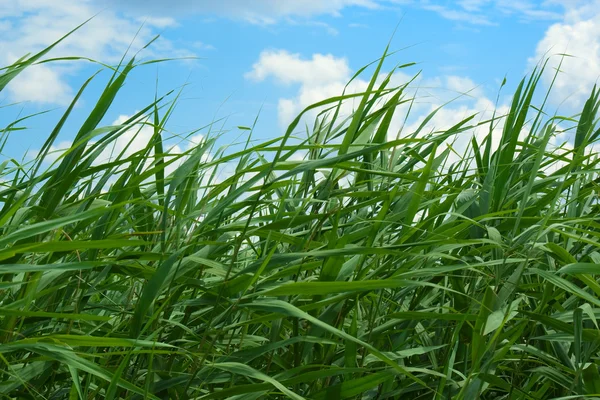 Długiej trawy — Zdjęcie stockowe