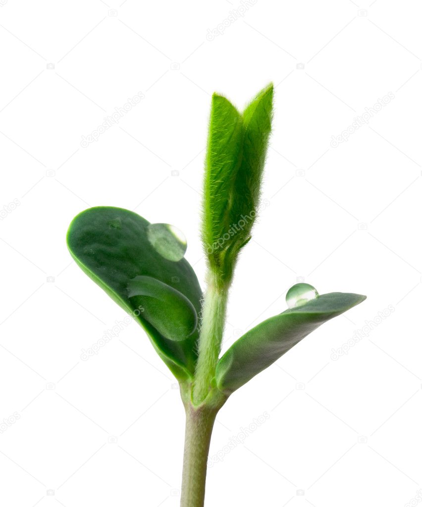 Small sprout of soy