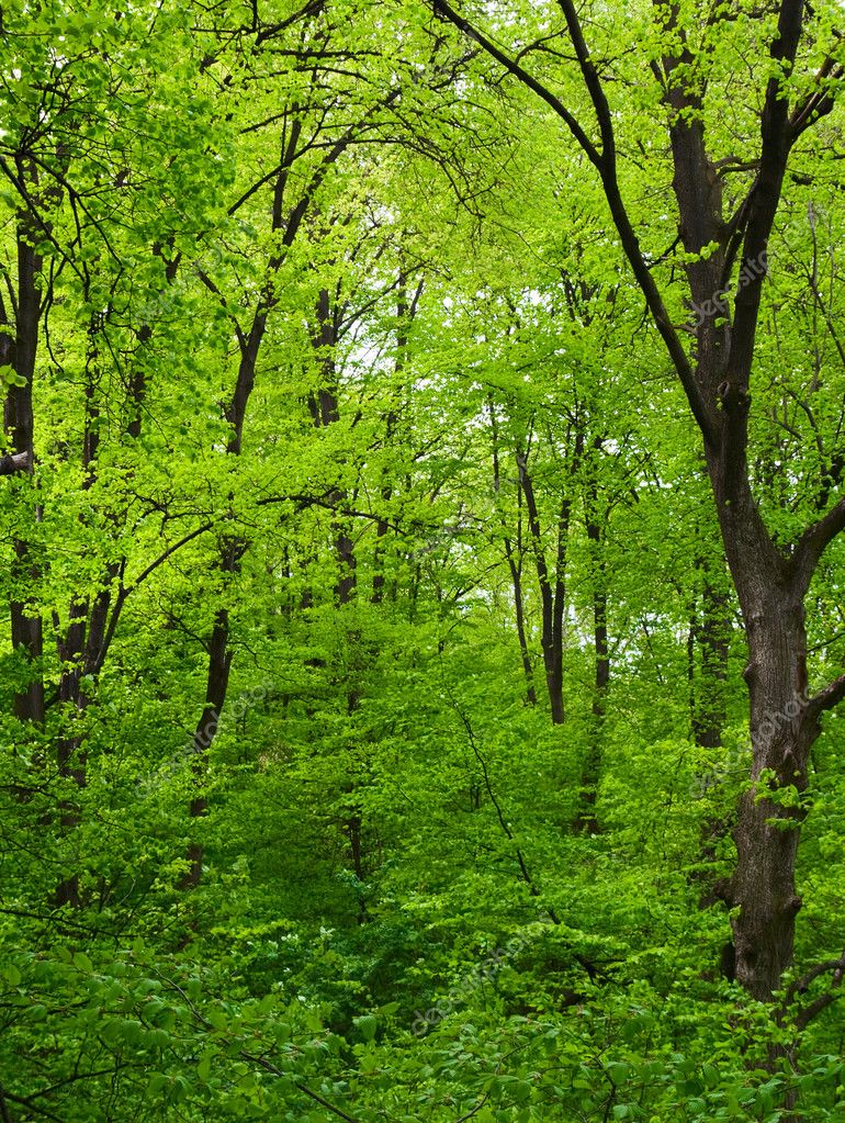 Green tree in forest — Stock Photo © vtorous #2249027