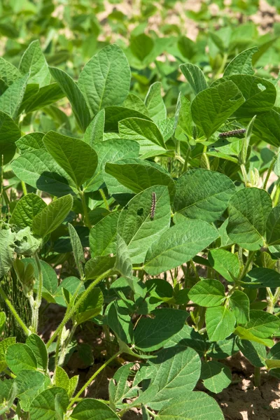 stock image Soy plant