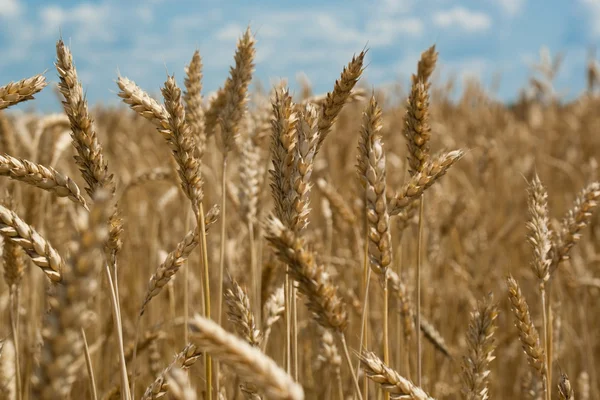 Поля з пшениці — стокове фото
