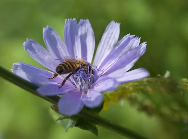 stock image Bee on flower