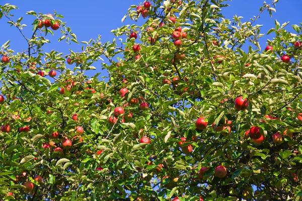 stock image Red apples