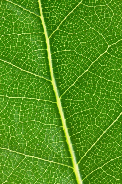 Kontekst liści — Zdjęcie stockowe
