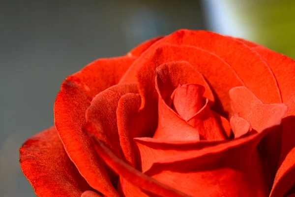 Rode roos Stockafbeelding