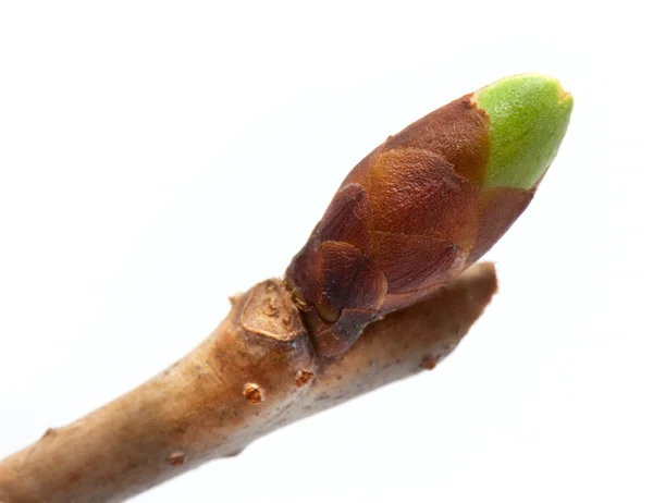 Germoglio di ciliegio — Foto Stock