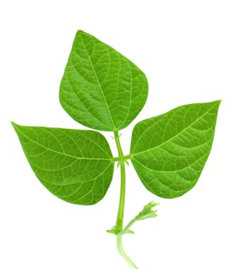 Bean leave clipart