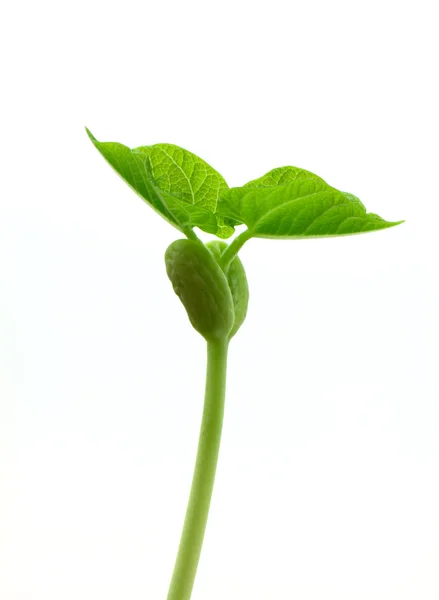 Pequena planta — Fotografia de Stock
