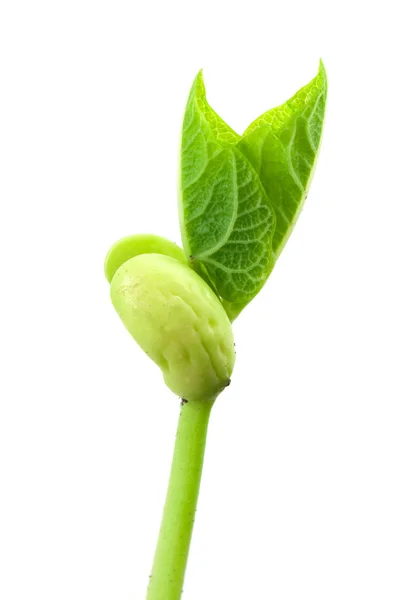 小さな植物 — ストック写真