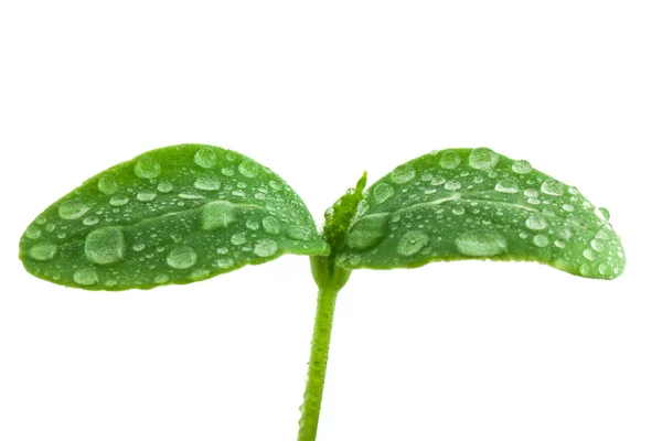 Uborkás kis növény — Stock Fotó