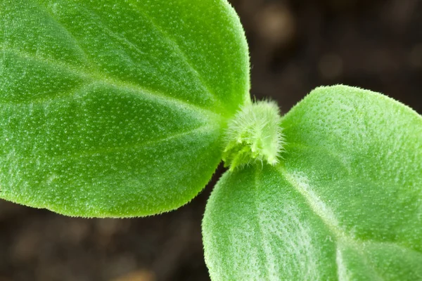 พืชขนาดเล็กของแตงกวา — ภาพถ่ายสต็อก