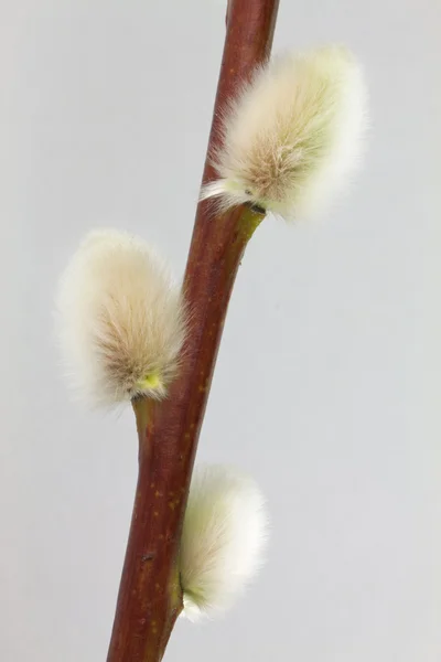 Pussywillow — Stock fotografie
