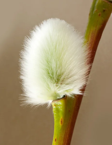 Pussywillow — Stockfoto