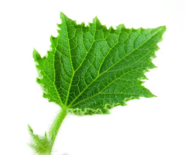 Μικρό leafe αγγούρι — Φωτογραφία Αρχείου