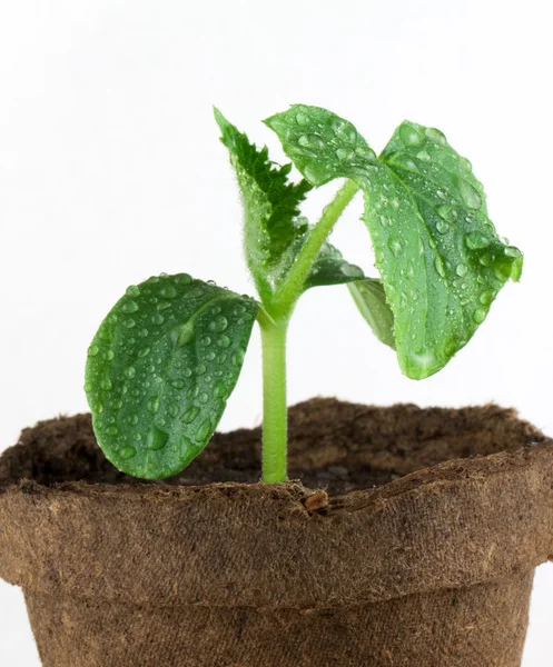 Malá rostlina — Stock fotografie