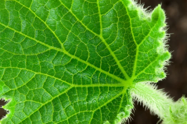 Small leafe of cucumber — Stock Photo, Image