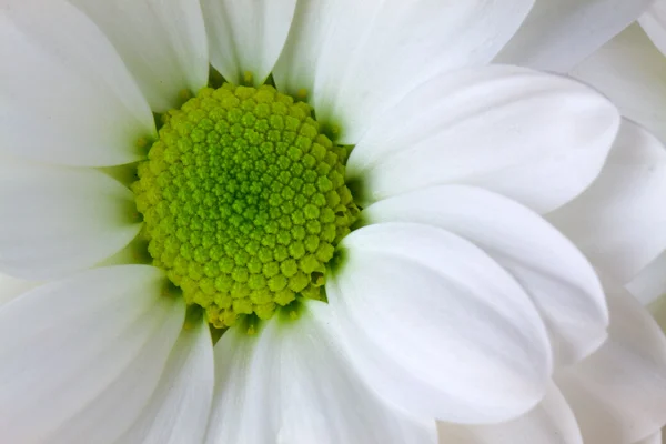 Білий хризантеми — стокове фото