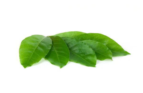 Green laurel leaves — Stock Photo, Image