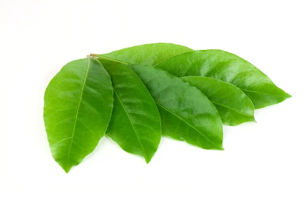 Green laurel leaves — Stock Photo, Image