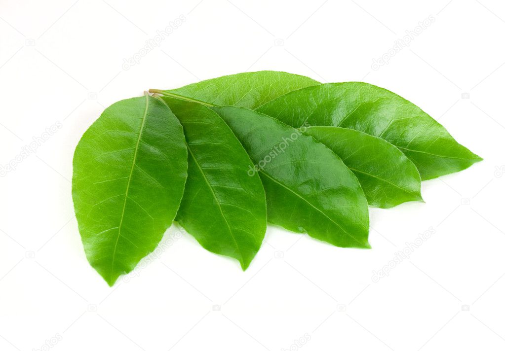 Green laurel leaves
