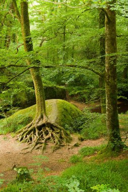 Deep forest in Brittany, France clipart