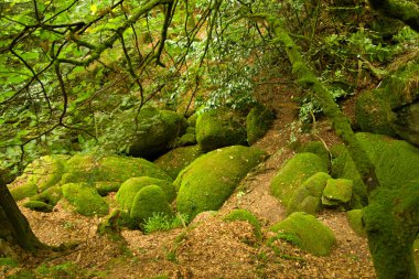 Deep forest in Brittany, France clipart