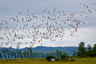 Flock of birds flying clipart