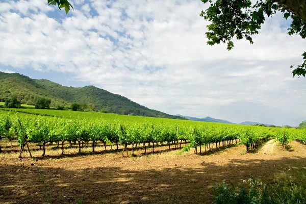 Красивый виноградник в Каталонии — стоковое фото