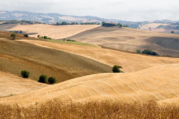 Wunderschöne toskanische Landschaft im Sommer — Stockfoto