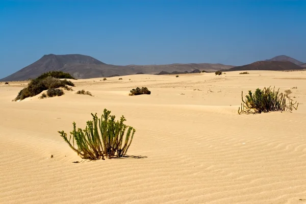 Deserto di Corralejo a Fuerteventura — Foto Stock