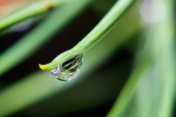 stock image Raindrop in the grass