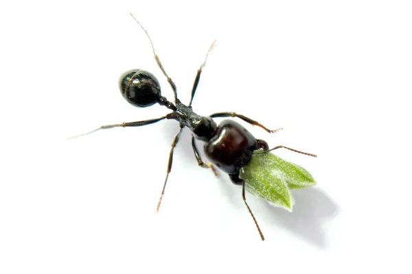 Ant carrying food — Stock Photo, Image