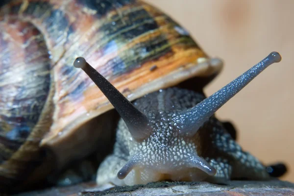 stock image Snail