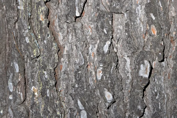 Old pine bark — Stock Photo, Image