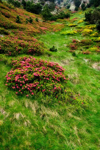 Bloemen en gras in vall de nuria — Stockfoto