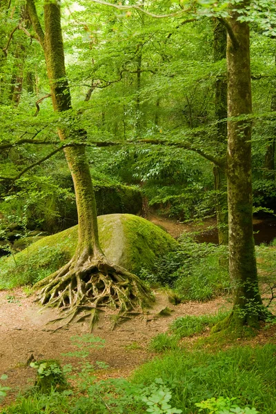 Mély erdő brittany, Franciaország — Stock Fotó