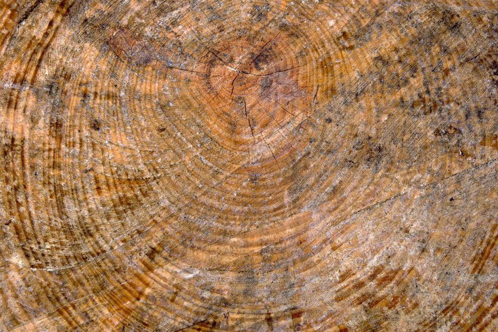 Wooden trunk cut as texture — Stock Photo © peresanz #1808002