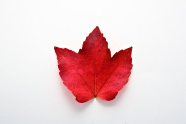 Red autumn leaf clipart