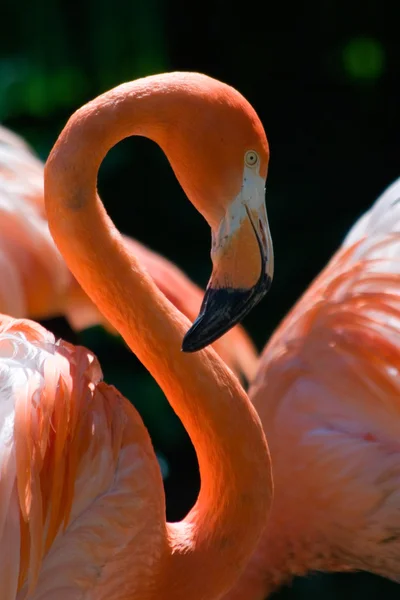 stock image Pink Flamingo