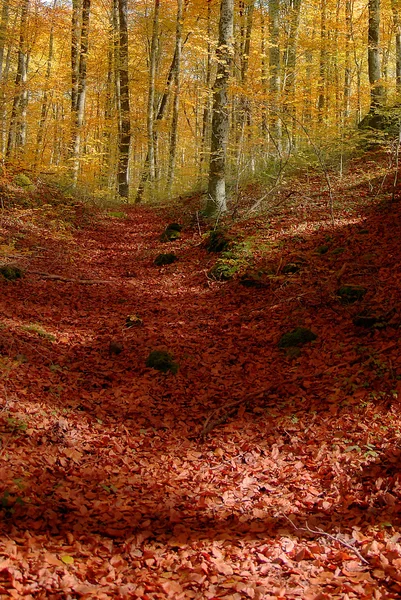 Floresta de faia de outono — Fotografia de Stock