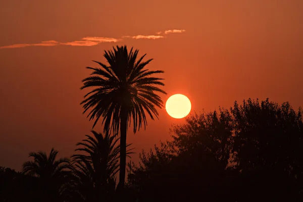 Захід сонця і пальма — стокове фото
