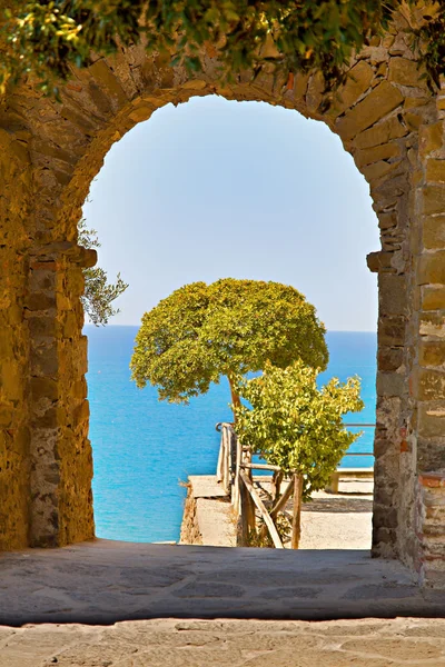 stock image Framed tree