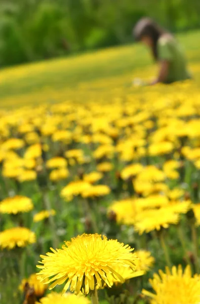 黄色のタンポポ — ストック写真