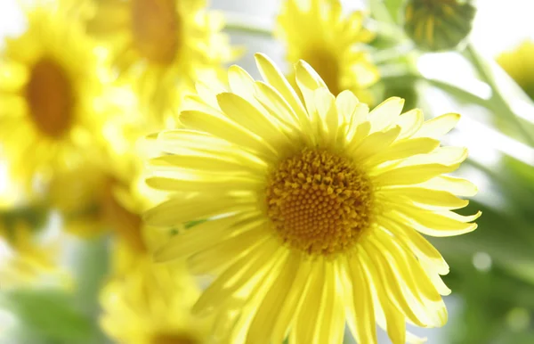 Flores de sol — Fotografia de Stock