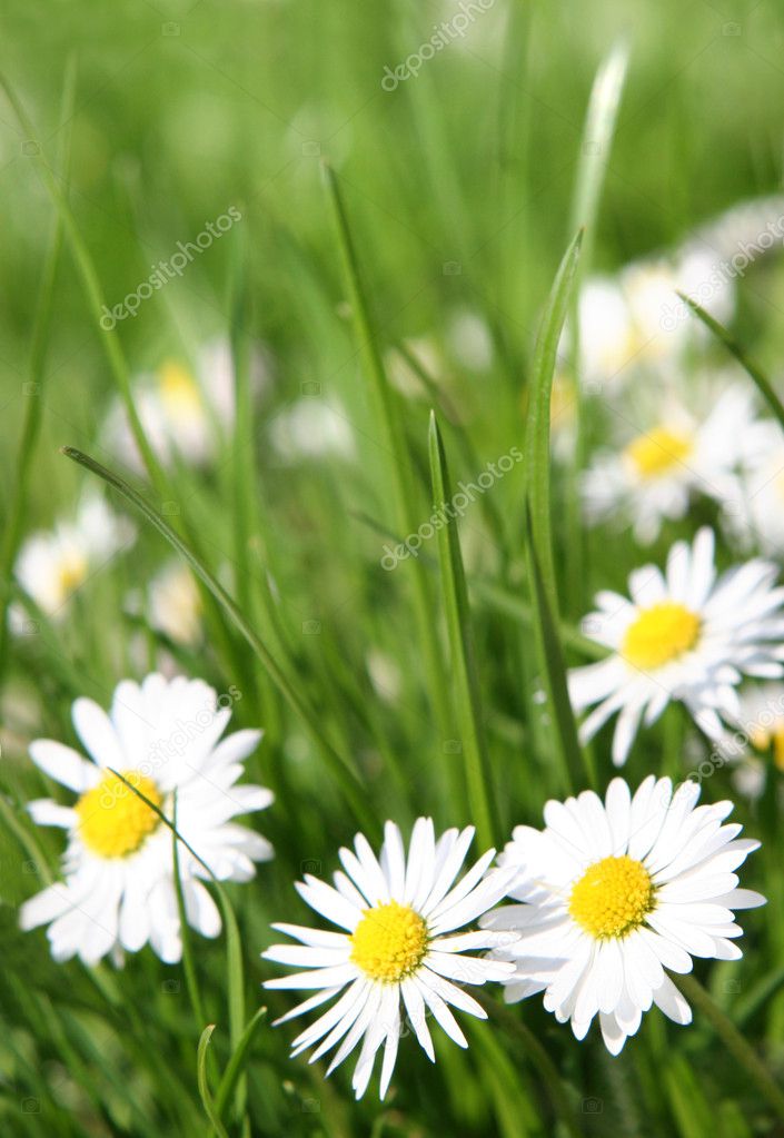 Small daisy — Stock Photo © worytko_pawel #1837081