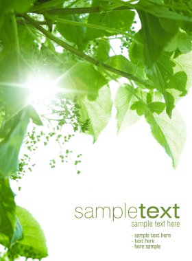 Green leaves and sun rays clipart