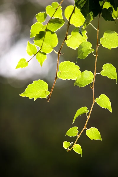 ブドウの葉のツル — ストック写真