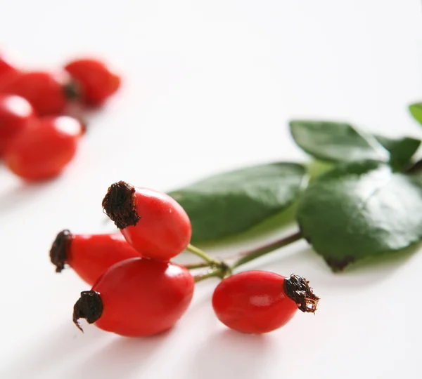 Red rose hip — Stock Photo, Image