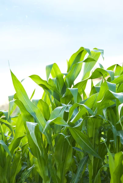 蓝蓝的天空背景上的绿色玉米 — 图库照片