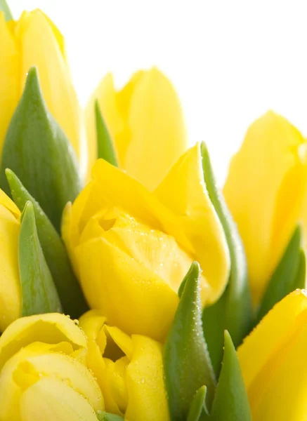 Yelow tulips — Stock Photo, Image
